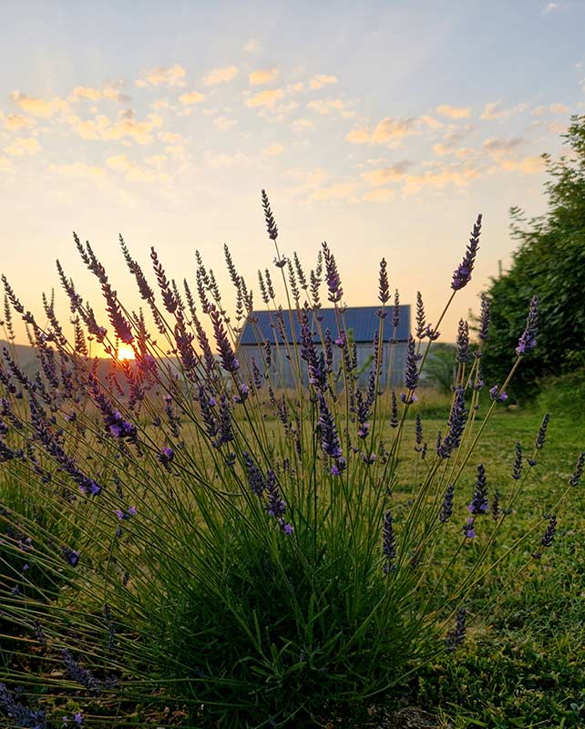 Sunrise-through-lavender